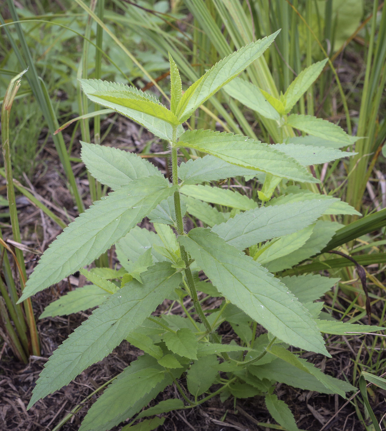 Image of Stachys palustris specimen.