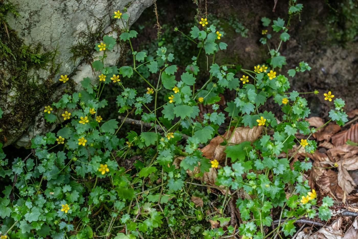 Image of Saxifraga cymbalaria specimen.