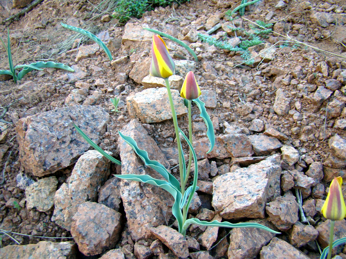 Image of Tulipa toktogulica specimen.