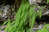 Woodsia caucasica. Спороносящие растения. Чечня, Шатойский р-н, Нихалойские водопады, на скале. 26.07.2022.