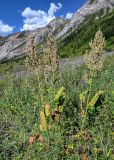 Rumex tianschanicus