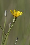 genus Chondrilla. Соцветие-корзинка. Южный Казахстан, Таласский Алатау, подгорная степь, сай Унгур. 12.07.2010.