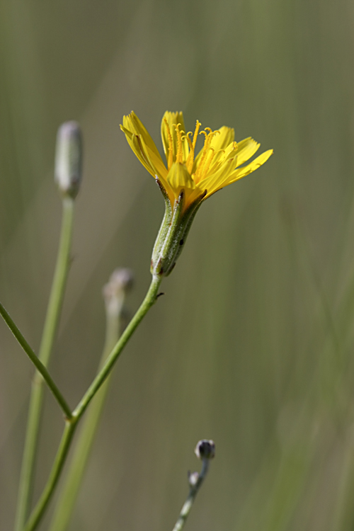 Image of genus Chondrilla specimen.