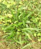 Plantago lanceolata. Цветущее растение. Московская обл., ГО Подольск, лужайка у лесопарка \"Берёзки\". 30.09.2022.