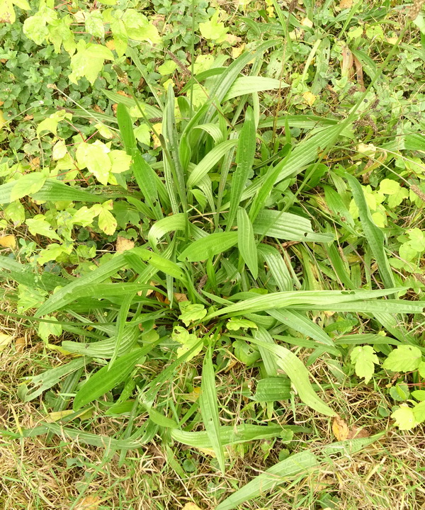 Изображение особи Plantago lanceolata.