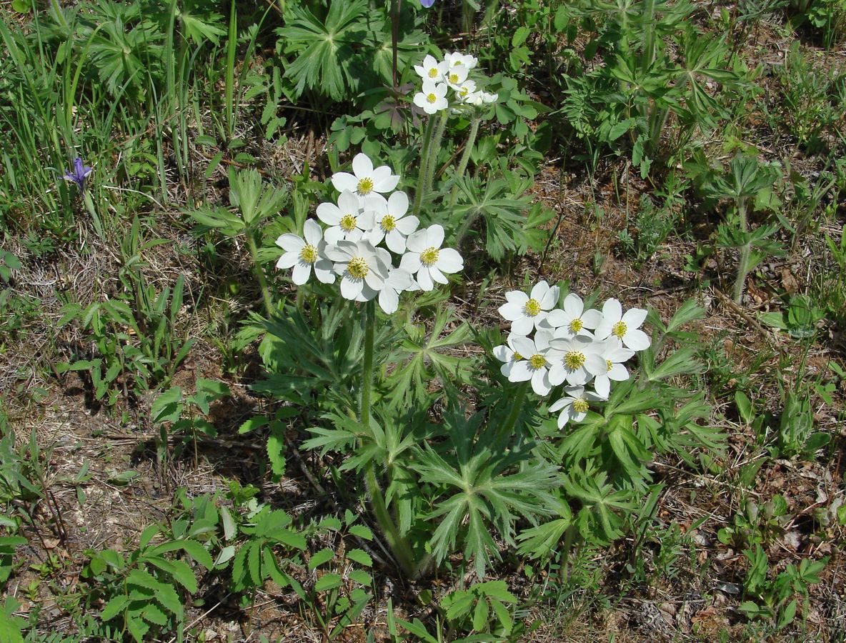 Image of Anemonastrum crinitum specimen.