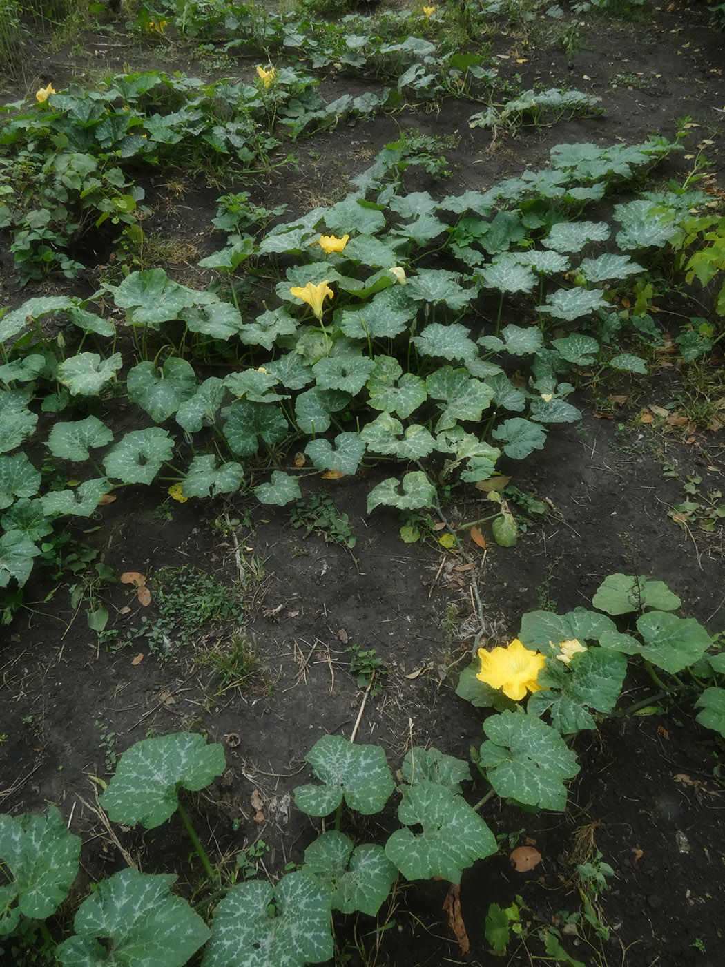 Image of Cucurbita pepo specimen.