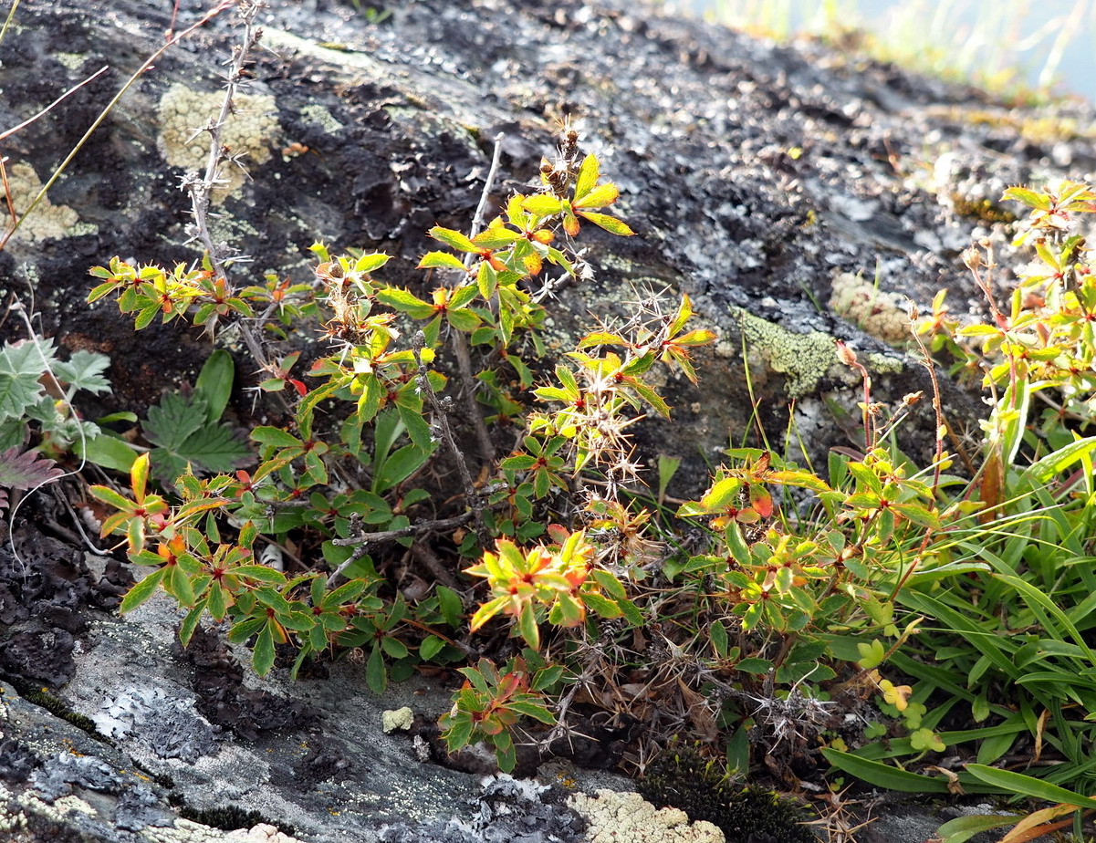 Image of Berberis sibirica specimen.