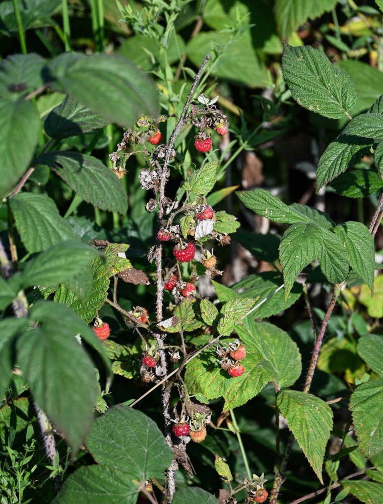 Изображение особи Rubus idaeus.