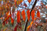 Rhus copallinum. Лист в осенней окраске. Израиль, г. Иерусалим, ботанический сад университета. 30.11.2022.