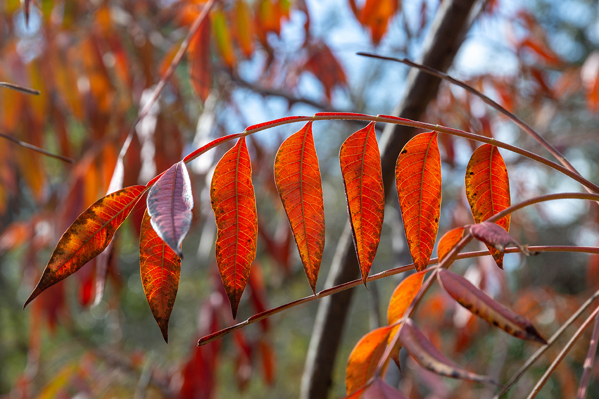 Image of Rhus copallinum specimen.