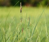 Carex melanostachya. Верхняя часть цветущего побега. ДНР, окраина Донецка, дно балки Бирючей, суходольный луг. 11.05.2020.