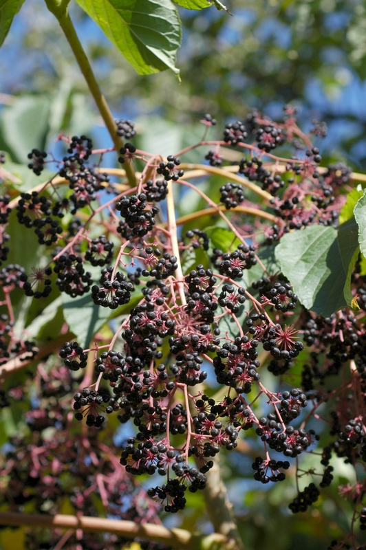 Image of Aralia elata specimen.