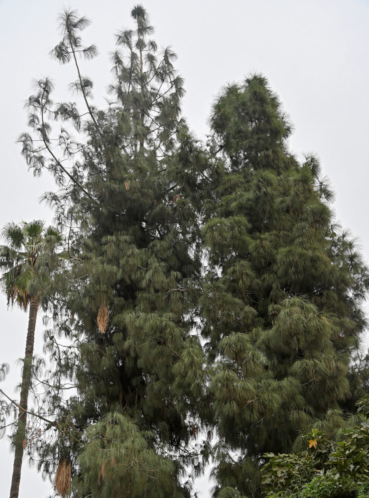 Image of Pinus canariensis specimen.