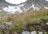 genus Festuca. Цветущие растения. Карачаево-Черкесия, Урупский р-н, Кавказский биосферный заповедник, Имеретинские озёра, оз. Безмолвия, ≈ 2600 м н.у.м., альпийский луг на склоне к озеру. 27.07.2022.