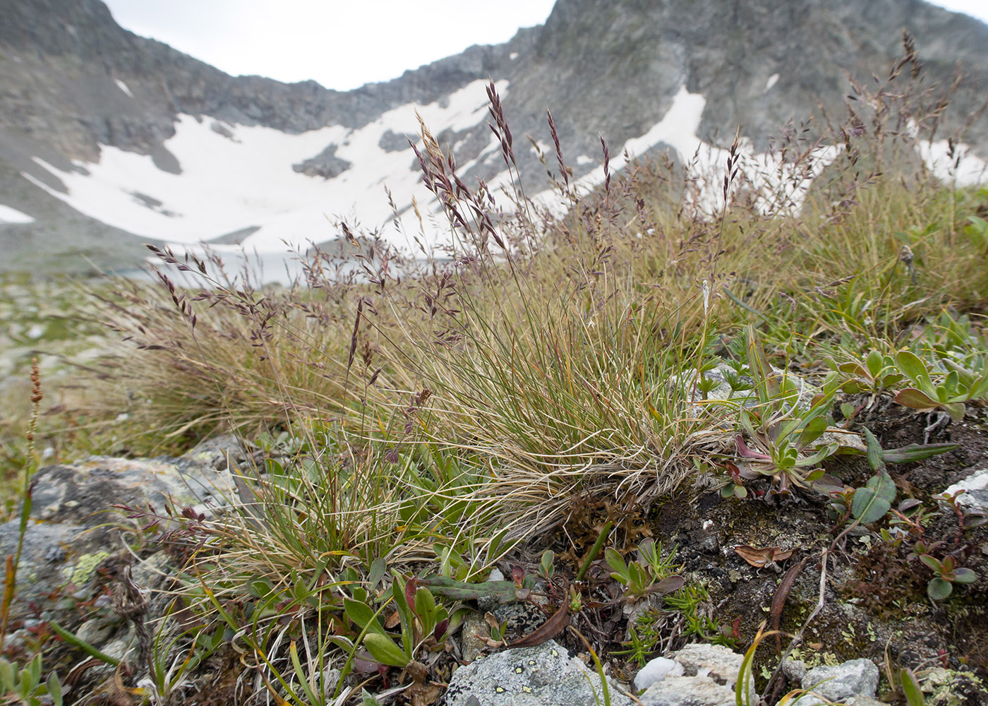 Image of genus Festuca specimen.