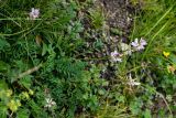 Onobrychis petraea