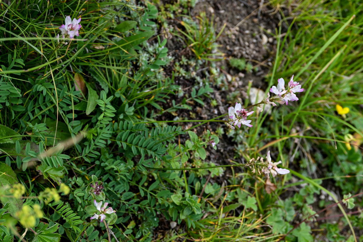 Image of Onobrychis petraea specimen.