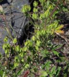 Potentilla pensylvanica. Верхушки отцветших побегов. Магаданская обл., окр. г. Магадан, ост. Аммональная, долина р. Балахапчан, антропогенный склон с заносными растениями. 31.07.2021.