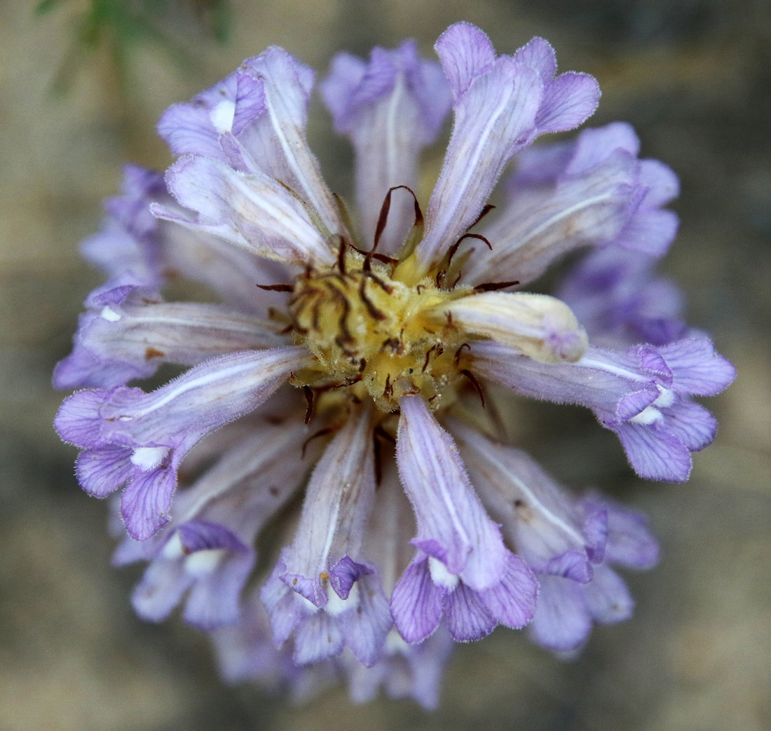 Image of Phelipanche arenaria specimen.