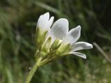 Saxifraga granulata