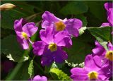 Primula vulgaris