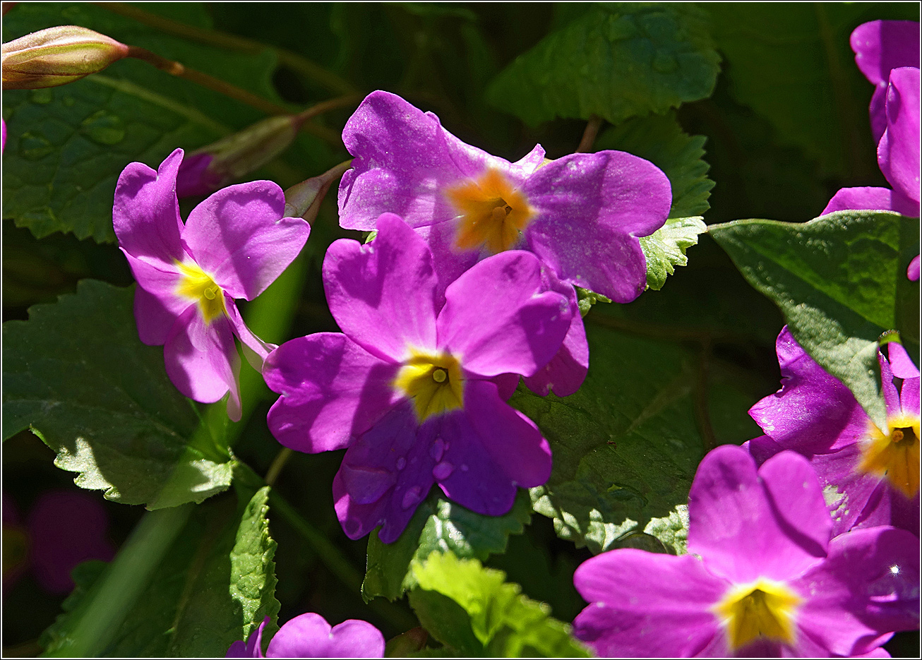 Изображение особи Primula vulgaris.