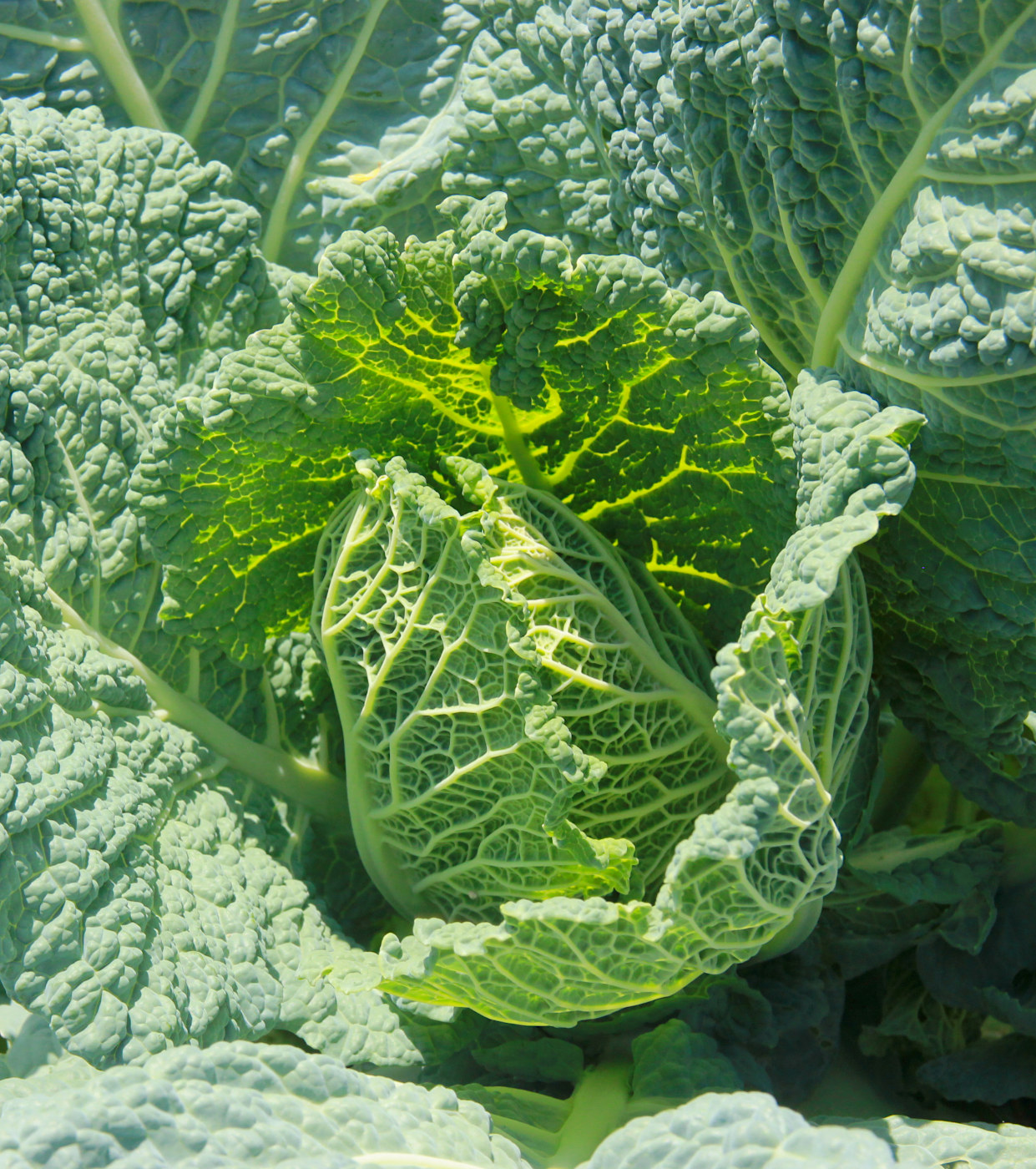 Image of Brassica oleracea var. sabauda specimen.