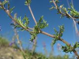 Veronica capsellicarpa. Часть веточки. Краснодарский край, окр. г. Армавир, степной склон, на небольшом скальном выходе. 04.05.2023.