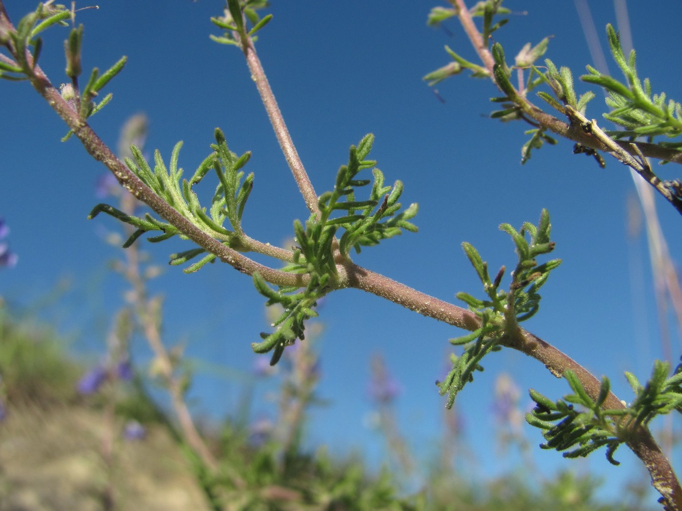 Image of Veronica capsellicarpa specimen.