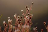 Saxifraga adscendens