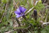 Gentiana dshimilensis