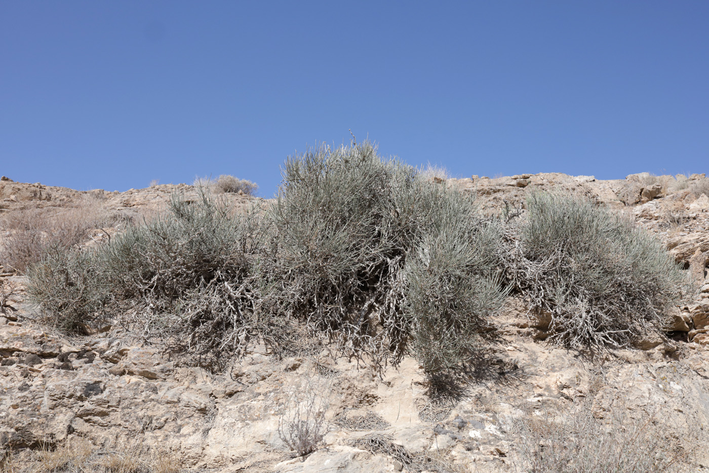 Image of Ephedra strobilacea specimen.