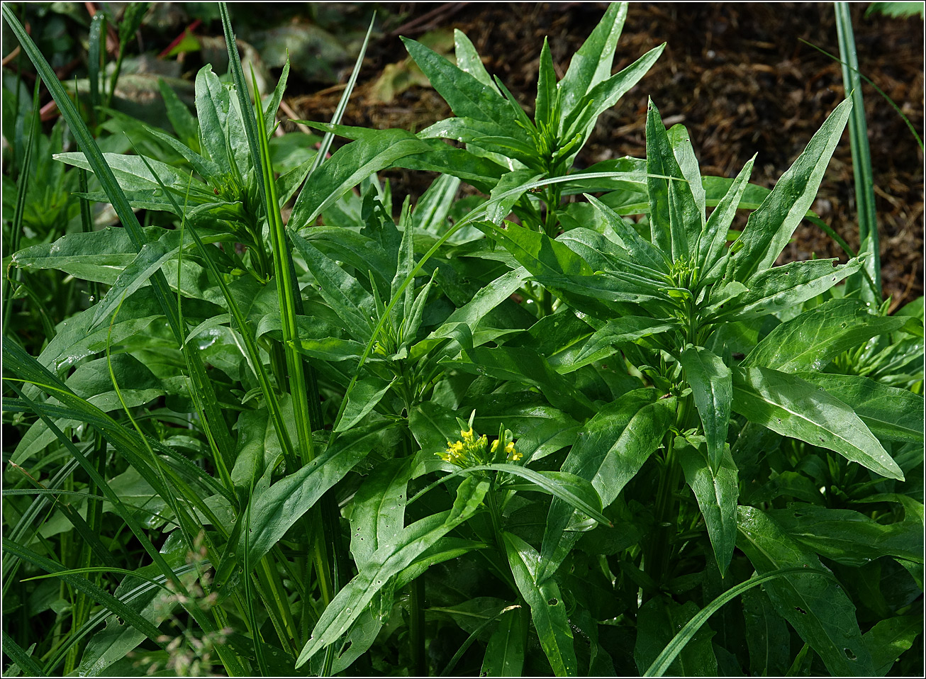 Изображение особи Erysimum cheiranthoides.