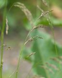 Deschampsia cespitosa