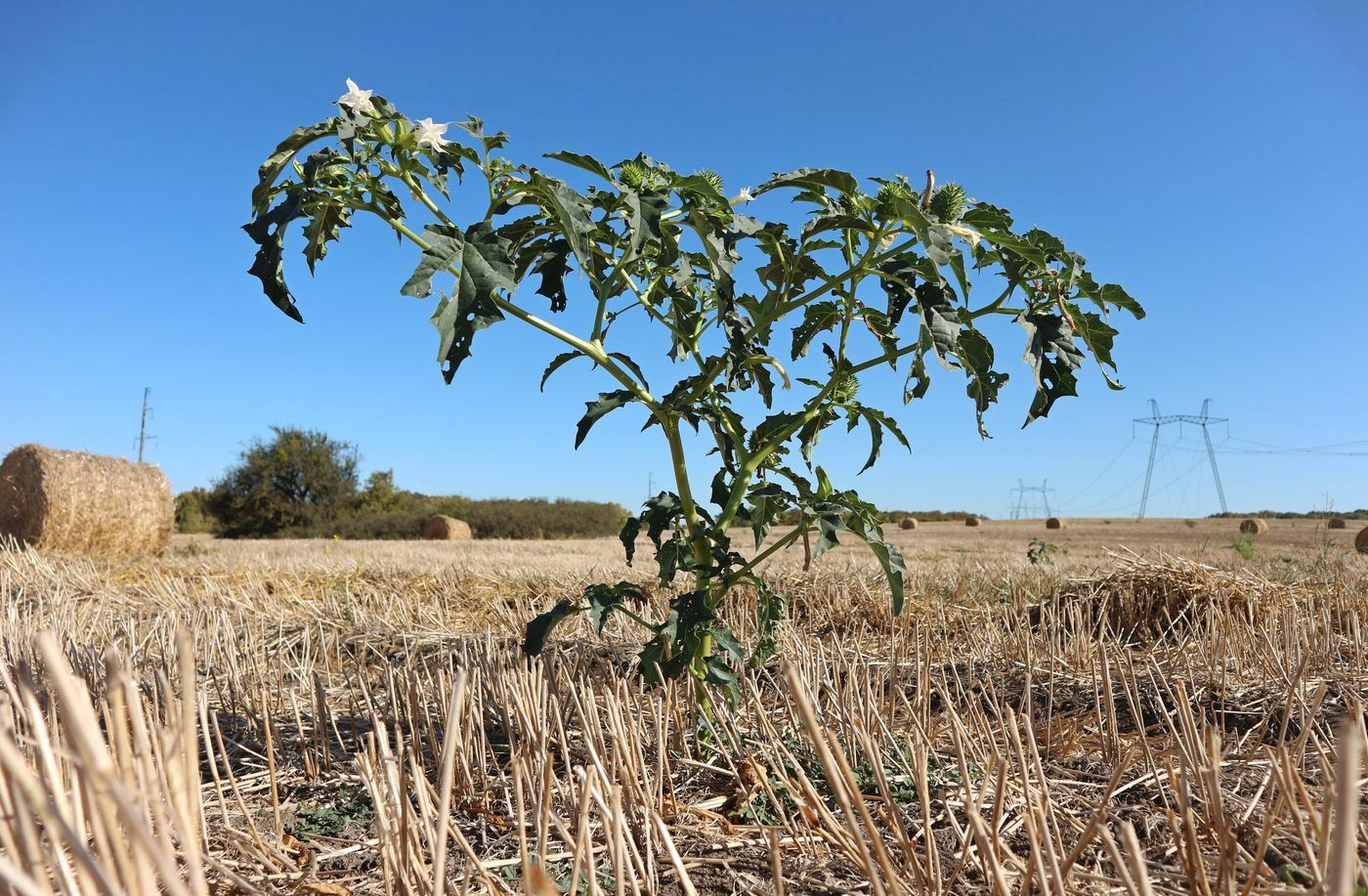 Image of Datura stramonium specimen.