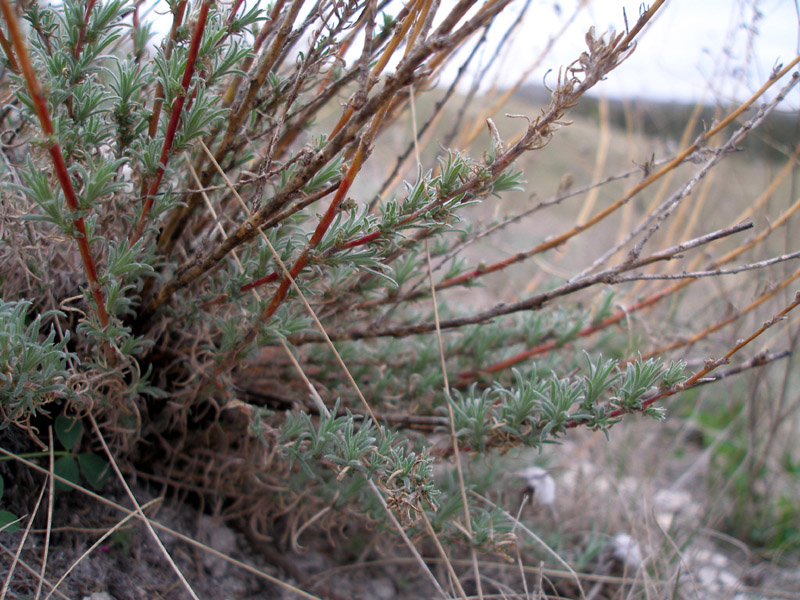 Image of Bassia prostrata specimen.