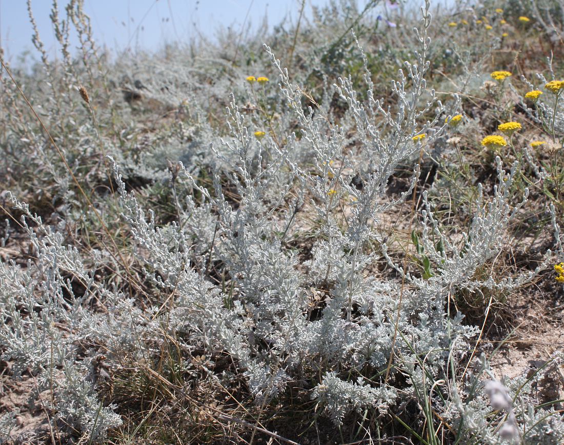 Изображение особи Artemisia lercheana.