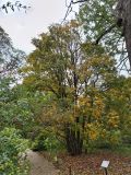 Aesculus flava. Многоствольное взрослое дерево в осенней окраске. Москва, филиал Ботсада МГУ \"Аптекарский огород\". 08.10.2023.