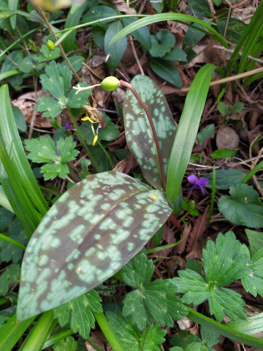 Изображение особи Erythronium caucasicum.