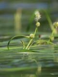 Sparganium × longifolium. Надводная часть соцветия в цвету среди листьев. Ленинградская обл., Всеволожский р-н, окр. дер. Юкки, юго-вост. берег оз. Тохколодское; Sparganietum в литоральной зоне — популяция гибрида-полусироты с меньшим участием Sparganium gramineum, в 10 м от уреза воды, песчано-торфянистое дно на глубине около 100 см. 12 августа 2022 г.