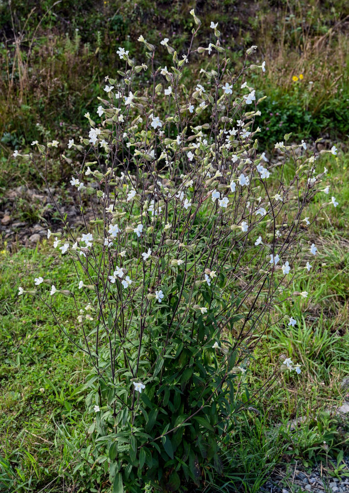 Image of Melandrium album specimen.