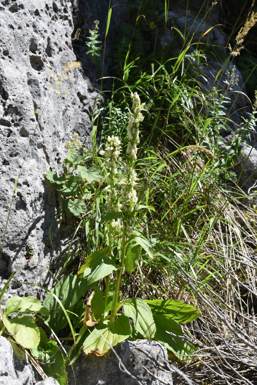 Image of Swertia iberica specimen.
