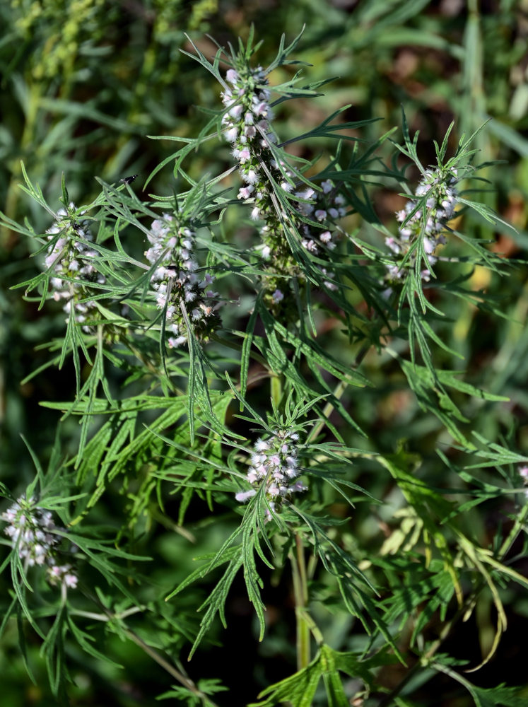 Изображение особи Leonurus glaucescens.