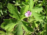 Geranium divaricatum. Лист и цветок. Южный Казахстан, Сырдарьинский Каратау, горы Улькунбурултау, ≈ 700 м н.у.м., степь. 28 апреля 2023 г.