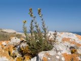 Galium verum. Цветущее растение с частично повреждёнными цветками. Крым, Керченский п-ов, Приазовье, берег Азовского моря, на каменной глыбе. 25.06.2018.