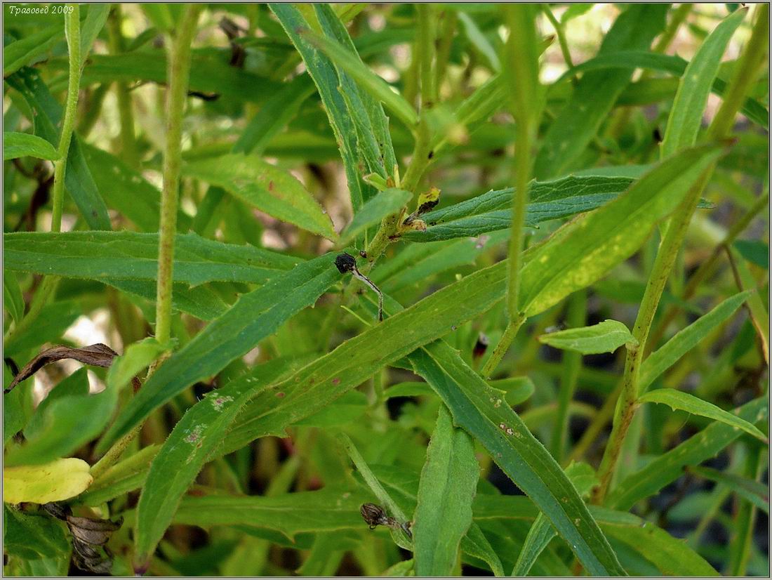 Изображение особи Hieracium umbellatum.