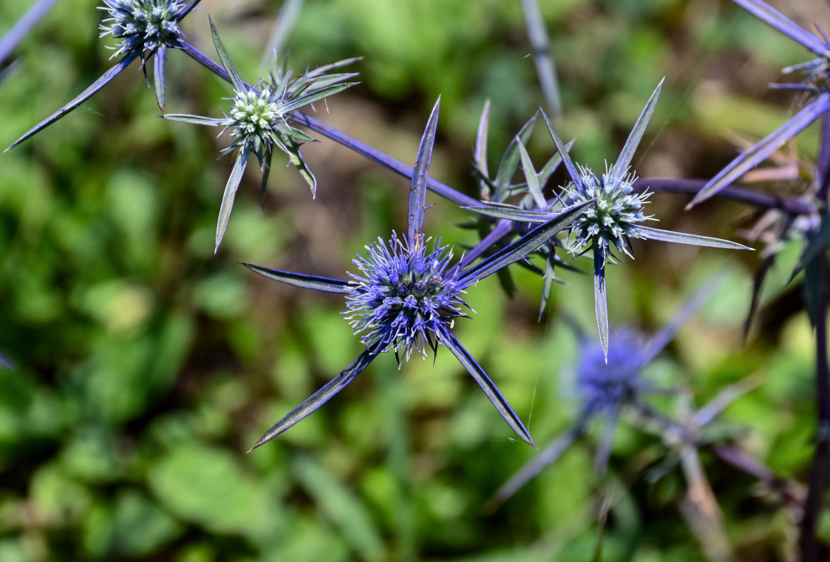 Image of Eryngium planum specimen.