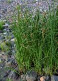 Carex acuta