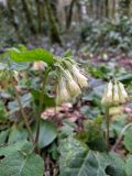 Symphytum grandiflorum